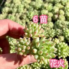 2025年最新】花火 多肉の人気アイテム - メルカリ