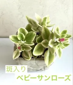 ケンタ様 リクエスト 3点 まとめ商品