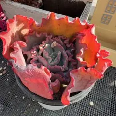 おまとめ 確認用