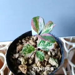 漆*翼様 ブセファランドラ sp ピンクバリエガータ [水上育成] - メルカリ