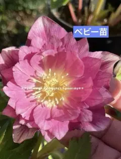 種子】クリスマスローズ 蜃気楼×ピンクぼかしオーレア 4粒 - メルカリ