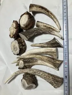 鹿の角 エゾシカ 角 角先 1kg 端材 アクセサリー パーツ 素材 - メルカリ