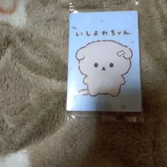 いしよわちゃん カード 2025年製 2