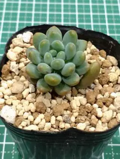 4.ラムネ　抜き苗　つぶつぶ屋さん　多肉植物のサムネイル