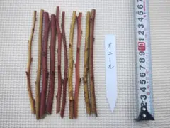 2026年最新】ブルーベリー 穂木の人気アイテム - メルカリ