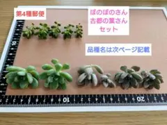 2026年最新】古都の葉の人気アイテム - メルカリ