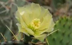 輸入苗 opuntia San Juan オプンチア サボテン 多肉植物 輸入苗 opuntia San Juan オプンチア サボテン 多肉植物 - メルカリ