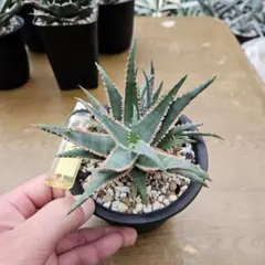 2025年最新】アロエHYBの人気アイテム - メルカリ