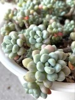NEW❗️068多肉植物 エケベリア ロココ 抜き苗 寄せ植え 4苗セット