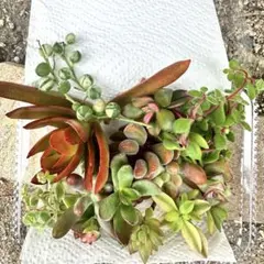 多肉植物 セダム 12種以上の詰め合わせセット