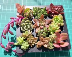 名前つき多肉植物セット