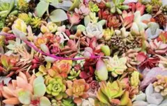 ʚଓ⋆多肉植物 詰め合わせ エケベリア セダム 寄せ植え用