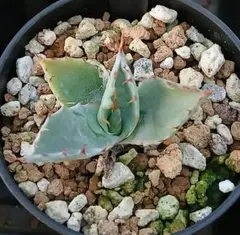 80 アガベ パラサナ 実生【選抜 地植え 耐寒性】 - メルカリ
