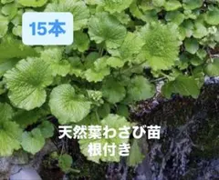 2026年最新】わさび 苗の人気アイテム - メルカリ