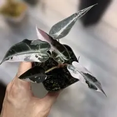 2026年最新】アロカシア 斑入り ピンクの人気アイテム - メルカリ