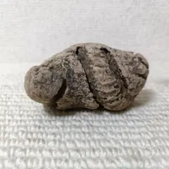 化石 巻貝 アンモナイト風 標本 産地不明 自然石 観賞用【1056】のサムネイル