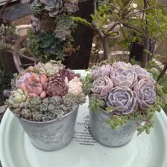多肉植物 ♡そのまま飾れる寄せ植え♡2点セット♬ - メルカリ