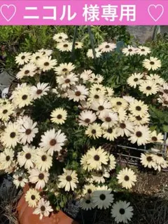 ⭐️240デニール 裏起毛 レギンス M~Lサイズ【極暖ポカポカ⠀】