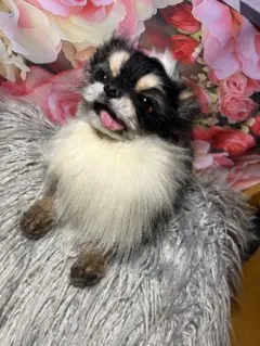 ロングコートチワワ ぬいぐるみのサムネイル