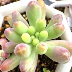 南国グリーン様 リクエスト 3点 まとめ商品