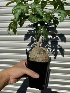 アデニア メタモルファ　GC