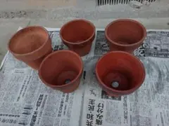 陶器　植木鉢観葉植物5号5個まとめ売り