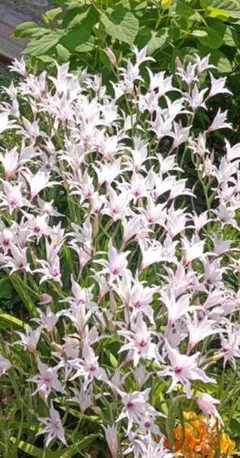 はなはな様 リクエスト 2点 まとめ商品