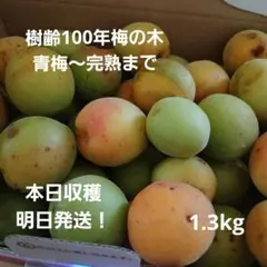 [당일배송] 100년근 매실 열매 1.3kg, 오메 완숙 매실, 공 크거나 작은 것, 흠집 있음