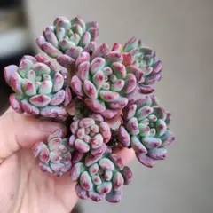 ぶっちゃん様 リクエスト 4点 まとめ商品