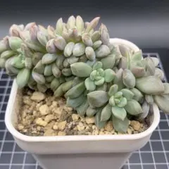 多肉植物 ♡アリエル 古株 大苗♡綴化開始？？ 2025年最新】アリエル綴化の人気アイテム - メルカリ