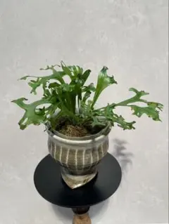 2026年最新】着生シダ植物の人気アイテム - メルカリ