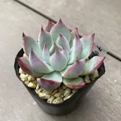 チワワエンシスhyb 多肉植物