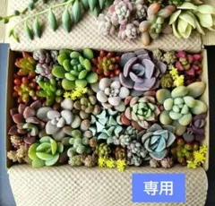 【専用です！】