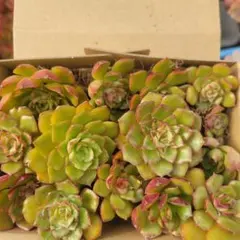 M*催様 多肉植物 ファイヤーリップ セット販売 抜き苗