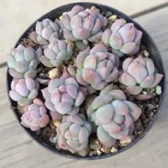 RuRu様 リクエスト 2点 まとめ商品