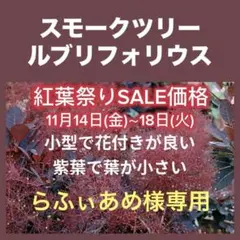 らふぃあめ様専用 ルブリフォリウス スモークツリー 苗 苗木 雌株
