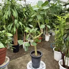 ⑪ パキラ編み 8号特大苗木最高等級極上品‼️ - メルカリ