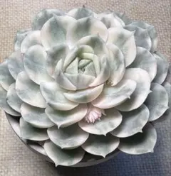 x*3様 No.s8新入荷　オンスロー錦　エケベリア　多肉植物　撮影12月22