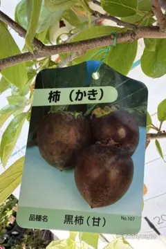 紅顔(Red orphan) いちじく苗木 JIN AO Fenの変異種 - メルカリ