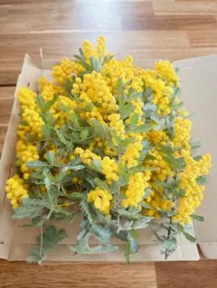 2026年最新】ミモザアカシア 生花の人気アイテム - メルカリ