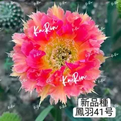 2026年最新】サボテンの花の人気アイテム - メルカリ