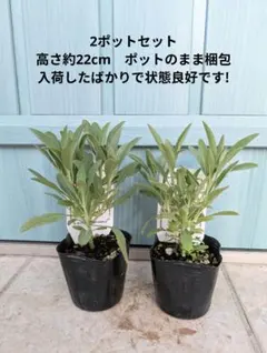 taku様 リクエスト 2点 まとめ商品