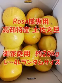 【Rosa様専用☆超得☆】土佐文旦 農家直送 L～４Lサイズランダム 約20kg