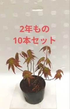 ロベリア様 リクエスト 2点 まとめ商品
