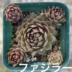 みゅう様 リクエスト 4点 まとめ商品