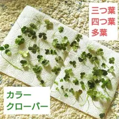 2025年最新】四つ葉のクローバードライフラワーの人気アイテム - メルカリ