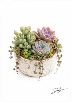 多肉植物 寄せ植え ナチュラルボタニカルアート カスタム自由 インテリアポスターのサムネイル
