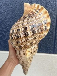 特大　法螺貝　39.5cm(直接36.5cm)932gのサムネイル