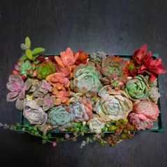 多肉植物　多肉弁当　多肉寄せ植えセット　抜き苗　カット苗