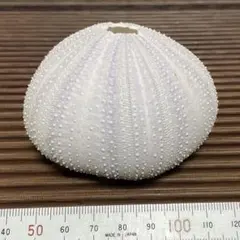 ウニの殻 標本 インテリア 置物 シラヒゲウニ